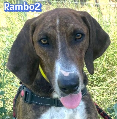 Rambo2, Bracke - Rüde