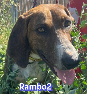 Rambo2, Bracke - Rüde