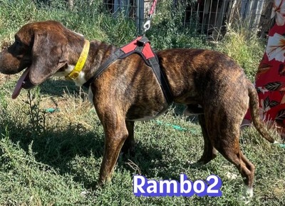 Rambo2, Bracke - Rüde