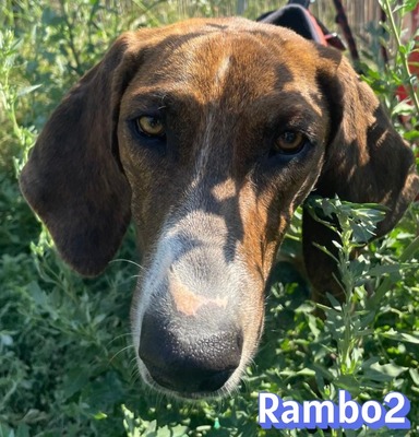 Rambo2, Bracke - Rüde
