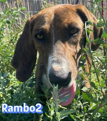 Rambo2, Bracke - Rüde