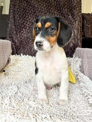 Ramen sucht seine Menschen, Beagle-Mischling Welpen - Rüde