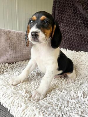 Ramen sucht seine Menschen, Beagle-Mischling Welpen - Rüde
