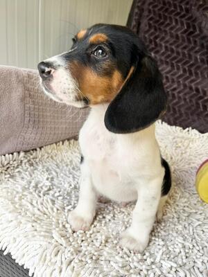 Ramen sucht seine Menschen, Beagle-Mischling Welpen - Rüde