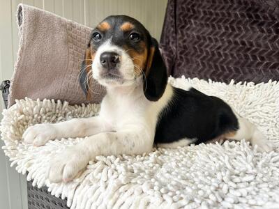 Ramen sucht seine Menschen, Beagle-Mischling Welpen - Rüde