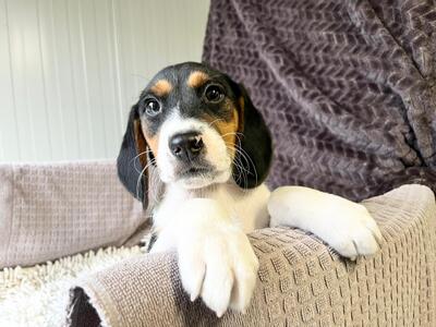 Ramen sucht seine Menschen, Beagle-Mix Welpen - Rüde