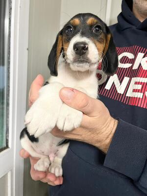 Ramen sucht seine Menschen, Beagle-Mix Welpen - Rüde