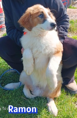 Ramon, Mischling Welpen - Rüde