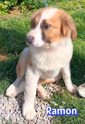 Ramon, Mischling Welpen - Rüde