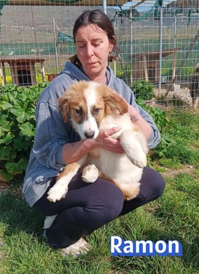 Ramon, Mischling Welpen - Rüde