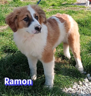 Ramon, Mischling Welpen - Rüde