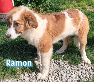 Ramon, Mischling Welpen - Rüde