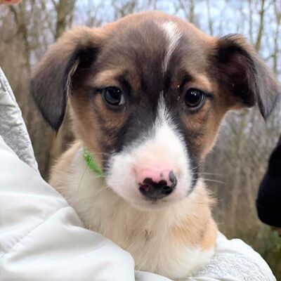 💥💥Randy süßer Welpe 😍😍, Mischling Welpen - Rüde