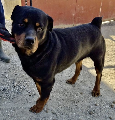 Ranger, Rottweiler - Rüde