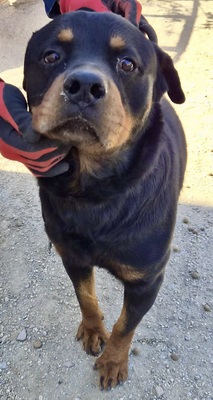 Ranger, Rottweiler - Rüde