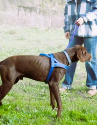 Ranger - ein Prachtkerl, Typ Deutsch Kurzhaar (kein Stammbaum) - Rüde
