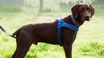 Ranger - ein Prachtkerl, Typ Deutsch Kurzhaar (kein Stammbaum) - Rüde