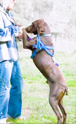 Ranger - ein Prachtkerl, Typ Deutsch Kurzhaar (kein Stammbaum) - Rüde