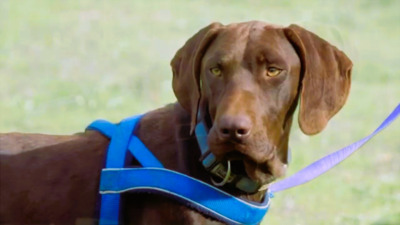 Ranger - ein Prachtkerl