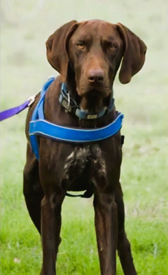 Ranger - ein Prachtkerl, Typ Deutsch Kurzhaar (kein Stammbaum) - Rüde