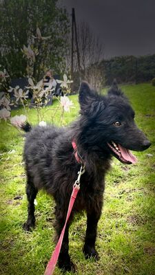 Ranis, Mischling - Rüde