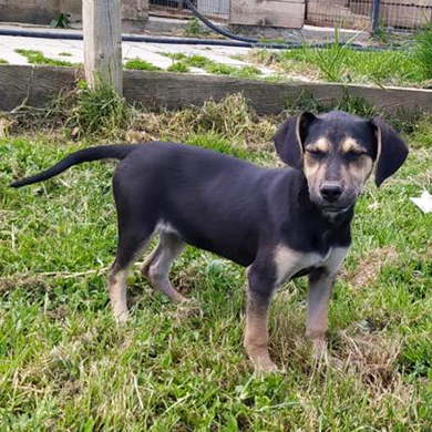 Ranja / Reserviert, Mischling Welpen - Hündin