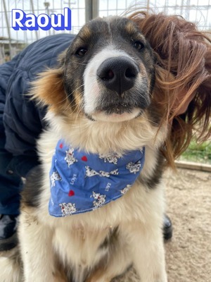 Raoul, Mischling - Rüde