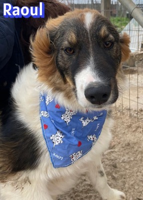 Raoul, Mischling - Rüde
