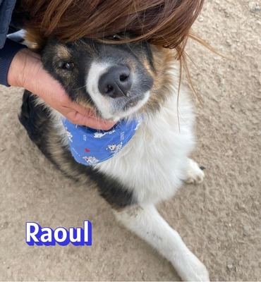 Raoul, Mischling - Rüde