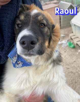 Raoul, Mischling - Rüde