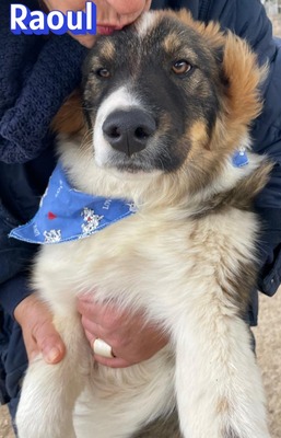 Raoul, Mischling - Rüde