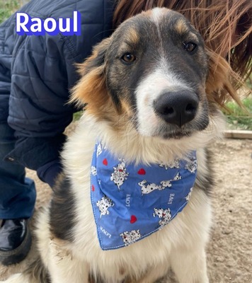 Raoul, Mischling - Rüde