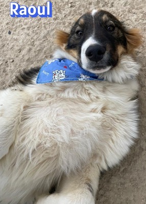 Raoul, Mischling - Rüde