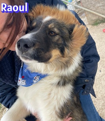 Raoul, Mischling - Rüde