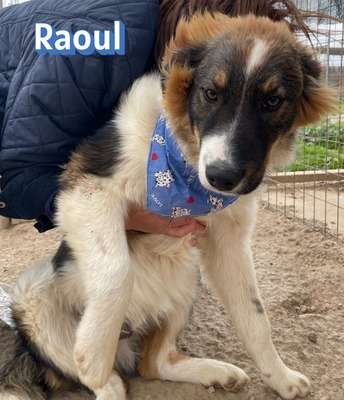 Raoul, Mischling - Rüde