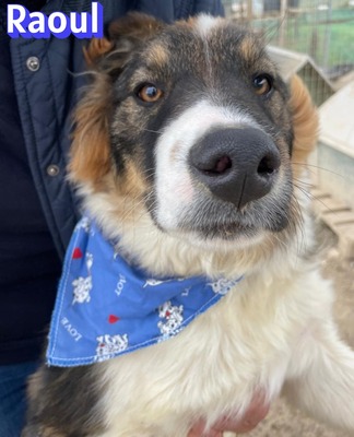 Raoul, Mischling - Rüde