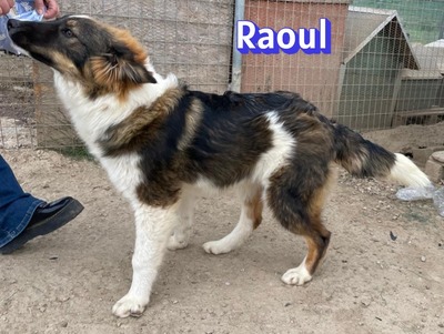 Raoul, Mischling - Rüde