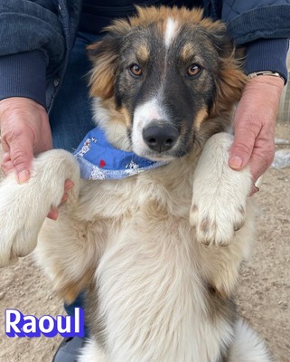 Raoul, Mischling - Rüde