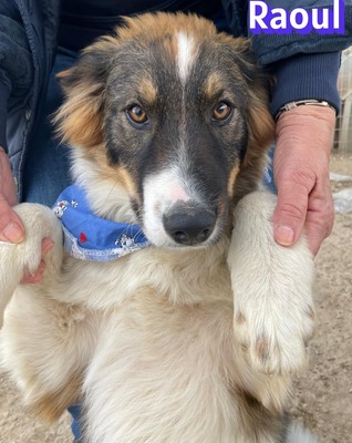 Raoul, Mischling - Rüde