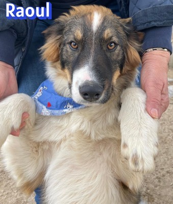 Raoul, Mischling - Rüde