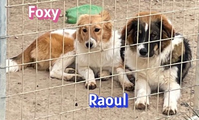 Raoul, Mischling - Rüde
