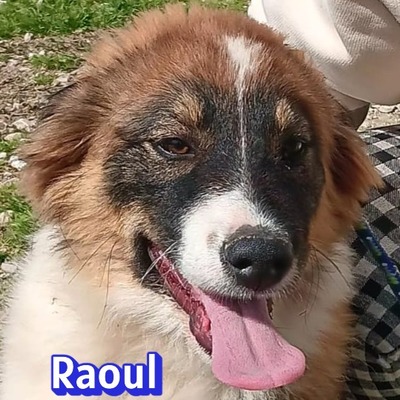 Raoul