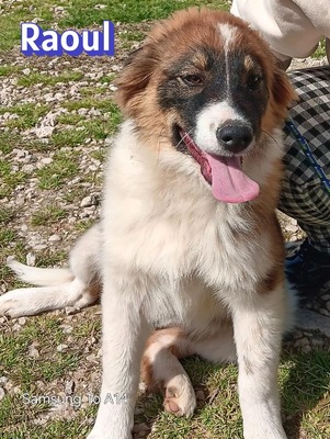 Raoul, Mischling Welpen - Rüde