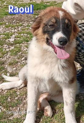 Raoul, Mischling Welpen - Rüde