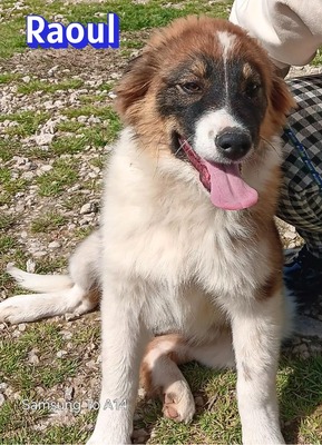 Raoul, Mischling Welpen - Rüde