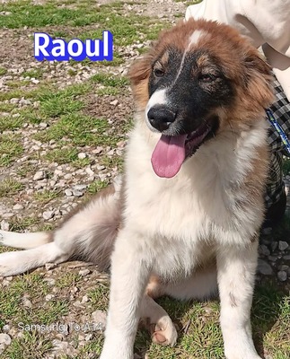 Raoul, Mischling Welpen - Rüde