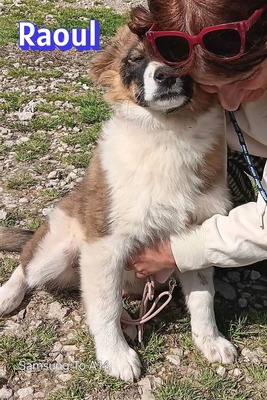 Raoul, Mischling Welpen - Rüde