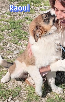 Raoul, Mischling Welpen - Rüde