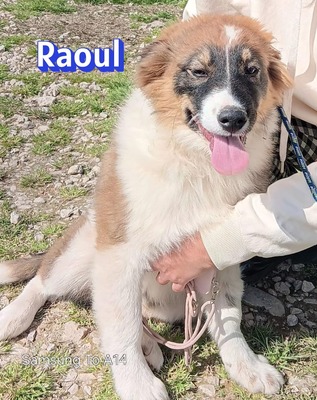 Raoul, Mischling Welpen - Rüde