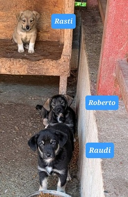 Rasti, Rowdi und Roberto